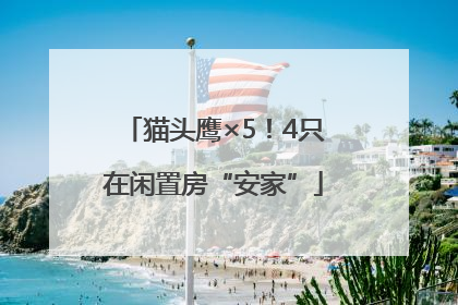 猫头鹰×5！4只在闲置房“安家”