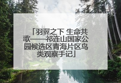 羽翼之下 生命共歌——祁连山国家公园候选区青海片区鸟类观察手记