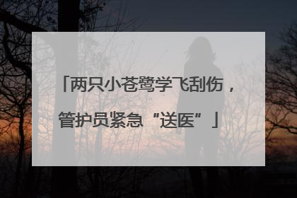 两只小苍鹭学飞刮伤，管护员紧急“送医”