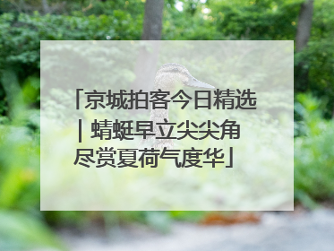 京城拍客今日精选｜蜻蜓早立尖尖角 尽赏夏荷气度华