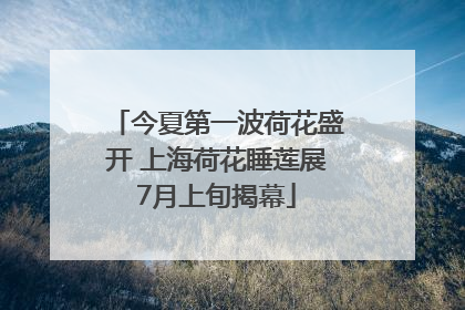 今夏第一波荷花盛开 上海荷花睡莲展7月上旬揭幕