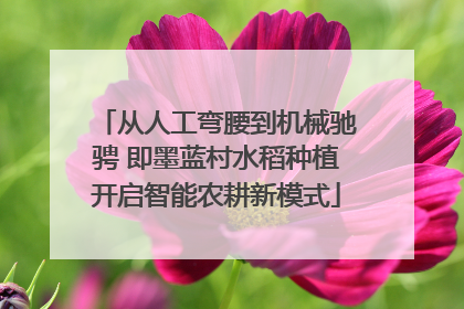 从人工弯腰到机械驰骋 即墨蓝村水稻种植开启智能农耕新模式