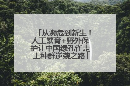 从濒危到新生！人工繁育+野外保护让中国绿孔雀走上种群逆袭之路