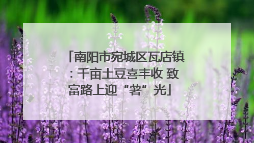南阳市宛城区瓦店镇：千亩土豆喜丰收 致富路上迎“薯”光