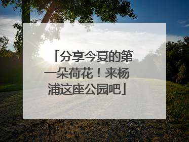 分享今夏的第一朵荷花！来杨浦这座公园吧