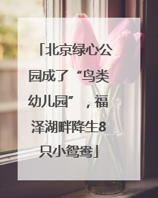 北京绿心公园成了“鸟类幼儿园”，福泽湖畔降生8只小鸳鸯