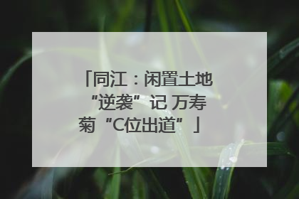同江：闲置土地“逆袭”记 万寿菊“C位出道”