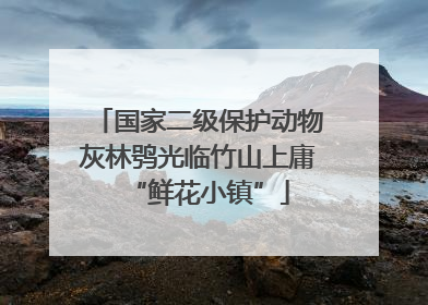 国家二级保护动物灰林鸮光临竹山上庸“鲜花小镇”