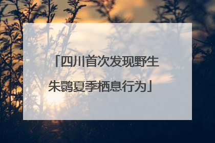 四川首次发现野生朱鹮夏季栖息行为