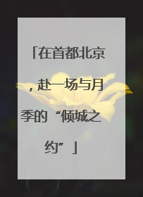 在首都北京，赴一场与月季的“倾城之约”