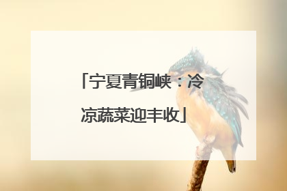 宁夏青铜峡：冷凉蔬菜迎丰收