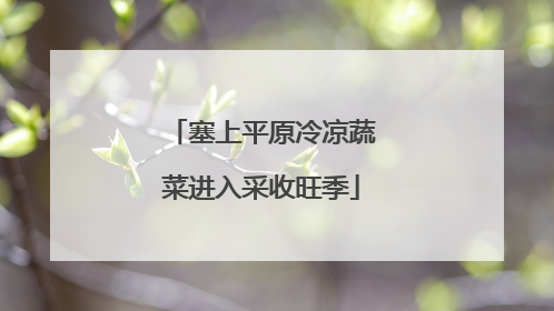 塞上平原冷凉蔬菜进入采收旺季