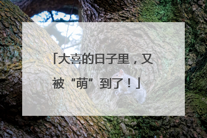 大喜的日子里，又被“萌”到了！