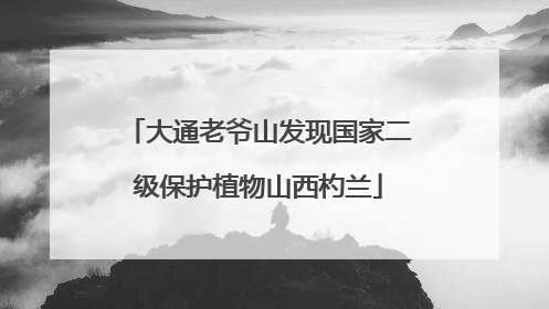 大通老爷山发现国家二级保护植物山西杓兰
