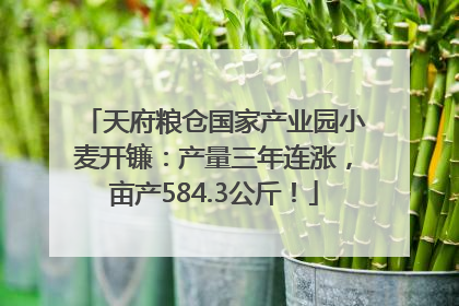 天府粮仓国家产业园小麦开镰：产量三年连涨，亩产584.3公斤！