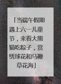 当端午假期遇上六一儿童节，来看大熊猫吃粽子，赏绣球花和马鞭草花海