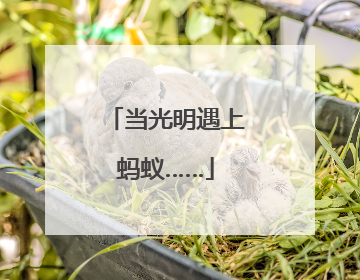 当光明遇上蚂蚁……