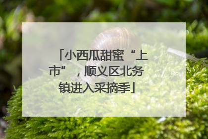 小西瓜甜蜜“上市”，顺义区北务镇进入采摘季