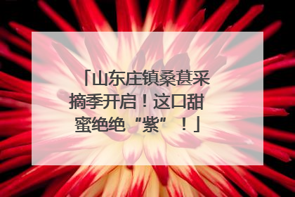 山东庄镇桑葚采摘季开启！这口甜蜜绝绝“紫”！