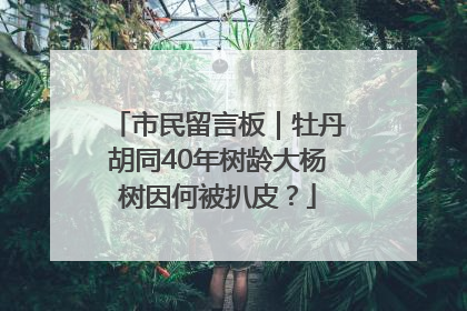 市民留言板｜牡丹胡同40年树龄大杨树因何被扒皮？