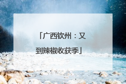 广西钦州：又到辣椒收获季
