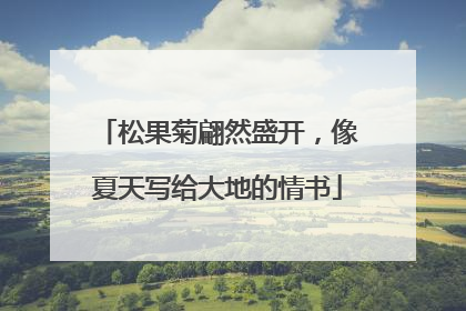 松果菊翩然盛开，像夏天写给大地的情书