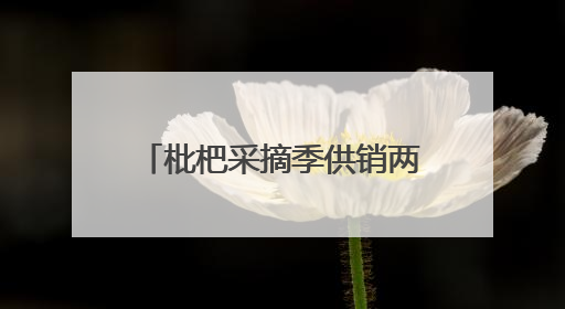 枇杷采摘季供销两旺 四川宝兴晚熟枇杷冷链发全国