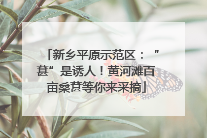 新乡平原示范区：“葚”是诱人！黄河滩百亩桑葚等你来采摘