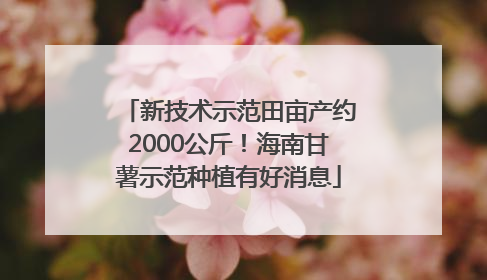 新技术示范田亩产约2000公斤！海南甘薯示范种植有好消息