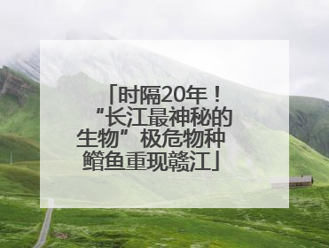 时隔20年！“长江最神秘的生物”极危物种鳤鱼重现赣江