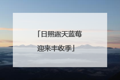 日照露天蓝莓迎来丰收季