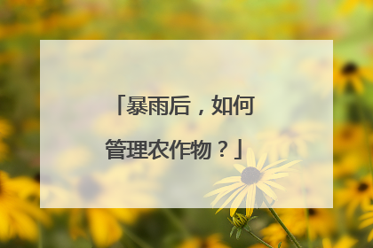 暴雨后，如何管理农作物？