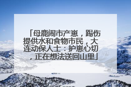 母鹿闹市产崽，踢伤提供水和食物市民，大连动保人士：护崽心切，正在想法送回山里