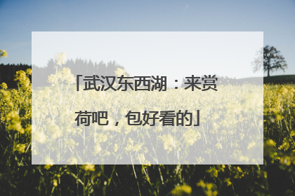 武汉东西湖：来赏荷吧，包好看的