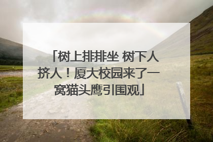 树上排排坐 树下人挤人！厦大校园来了一窝猫头鹰引围观