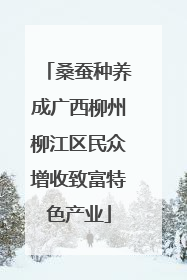 桑蚕种养成广西柳州柳江区民众增收致富特色产业