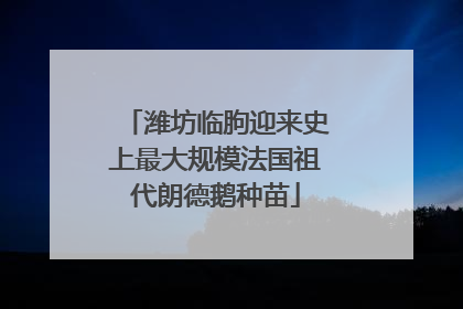 潍坊临朐迎来史上最大规模法国祖代朗德鹅种苗