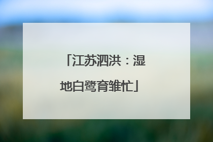 江苏泗洪：湿地白鹭育雏忙