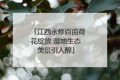 江西永修百亩荷花绽放 湿地生态美景引人醉