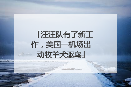 汪汪队有了新工作，美国一机场出动牧羊犬驱鸟