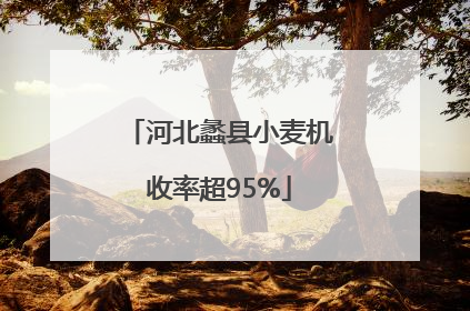 河北蠡县小麦机收率超95%
