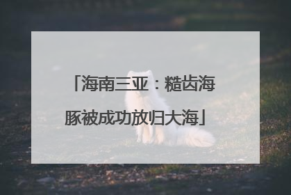 海南三亚：糙齿海豚被成功放归大海