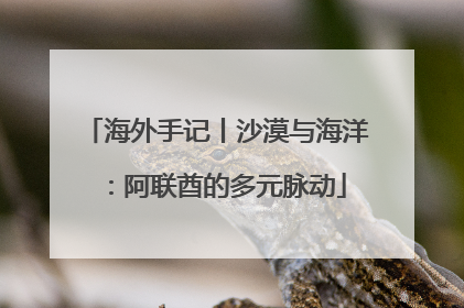 海外手记丨沙漠与海洋：阿联酋的多元脉动