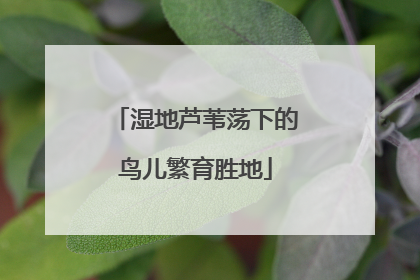湿地芦苇荡下的鸟儿繁育胜地