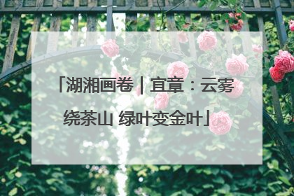 湖湘画卷｜宜章：云雾绕茶山 绿叶变金叶