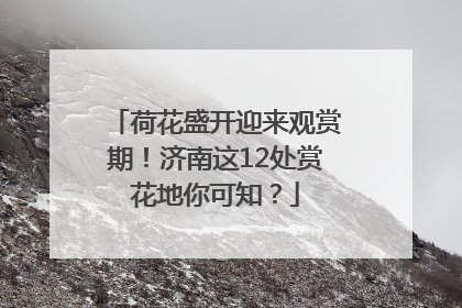 荷花盛开迎来观赏期！济南这12处赏花地你可知？