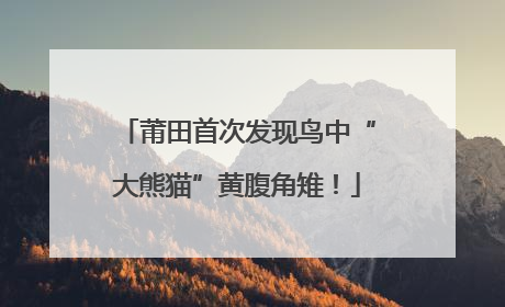 莆田首次发现鸟中“大熊猫”黄腹角雉！