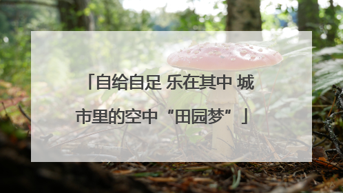 自给自足 乐在其中 城市里的空中“田园梦”
