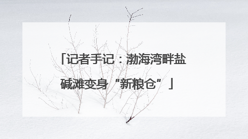 记者手记：渤海湾畔盐碱滩变身“新粮仓”