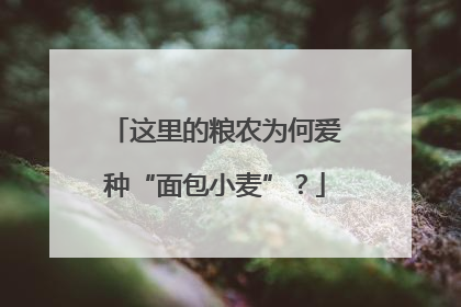 这里的粮农为何爱种“面包小麦”?